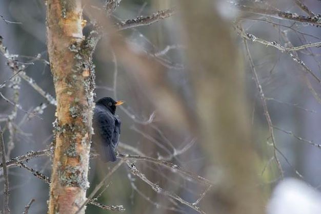 LESOprocházka kousek za barákem může být zábavným odpolednem
